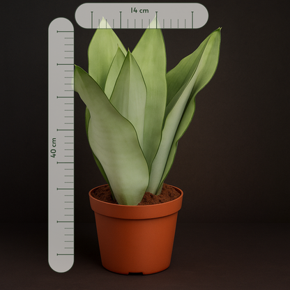 Premium Bogenhanf Moonshine – Sansevieria trifasciata 'Moonshine' - 40 cm - Ø14cm - Luna's Leaf Co. 