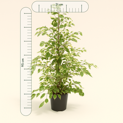 Trauerweide Twilight - Ficus benjamina 'Twilight' - 95cm - Ø21cm - Luna's Leaf Co. 
