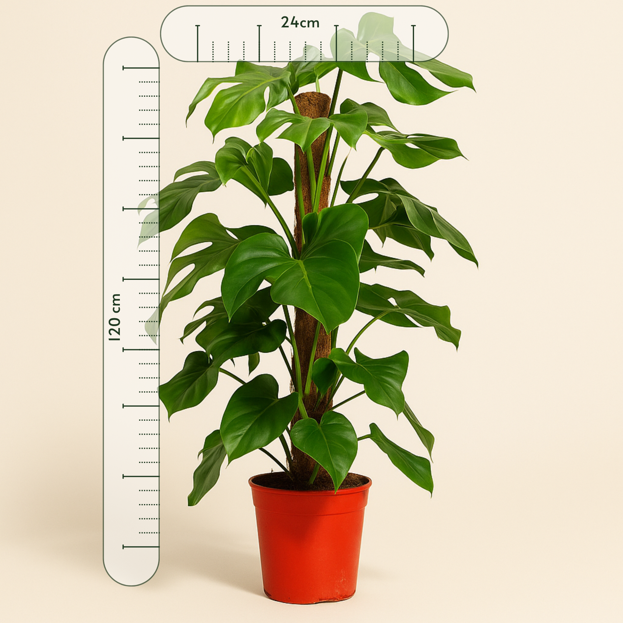 Fensterblatt – Monstera pertusum - 120 cm - ø24 - Luna's Leaf Co. 