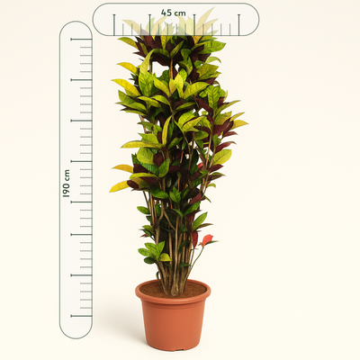 Croton Iceton – Codiaeum variegatum 'Iceton' - 190 cm - ø45 - Luna's Leaf Co. 