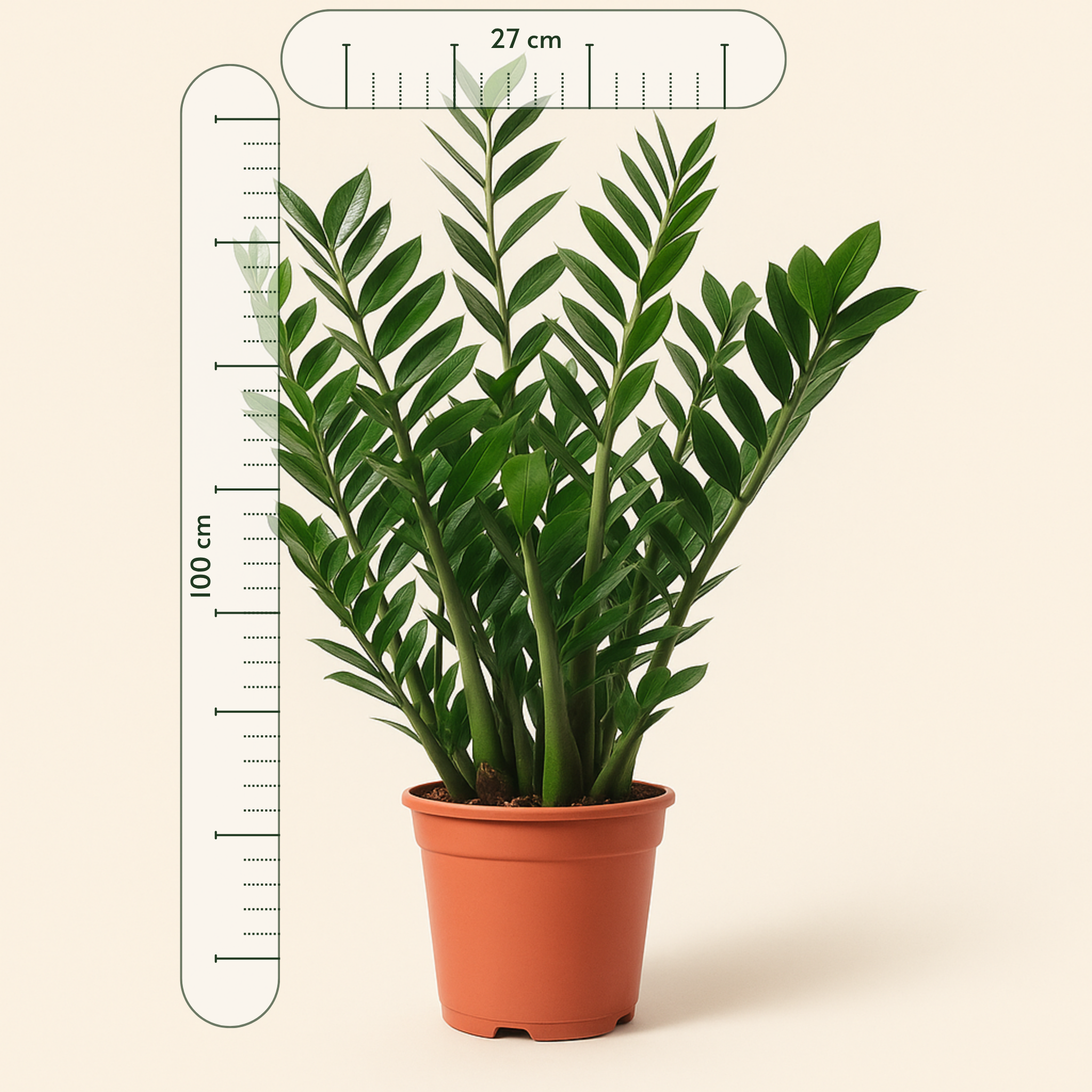 Glücksfeder – Zamioculcas zamiifolia - 100 cm - ø27 - Luna's Leaf Co. 