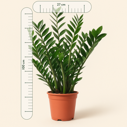 Glücksfeder – Zamioculcas zamiifolia - 100 cm - ø27 - Luna's Leaf Co. 