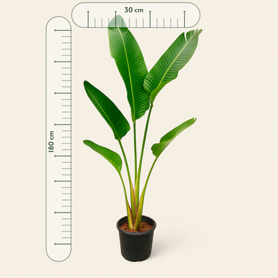 Weiße Baum-Strelitzie – Strelitzia augusta - 180cm - ⌀30 - Luna's Leaf Co. 