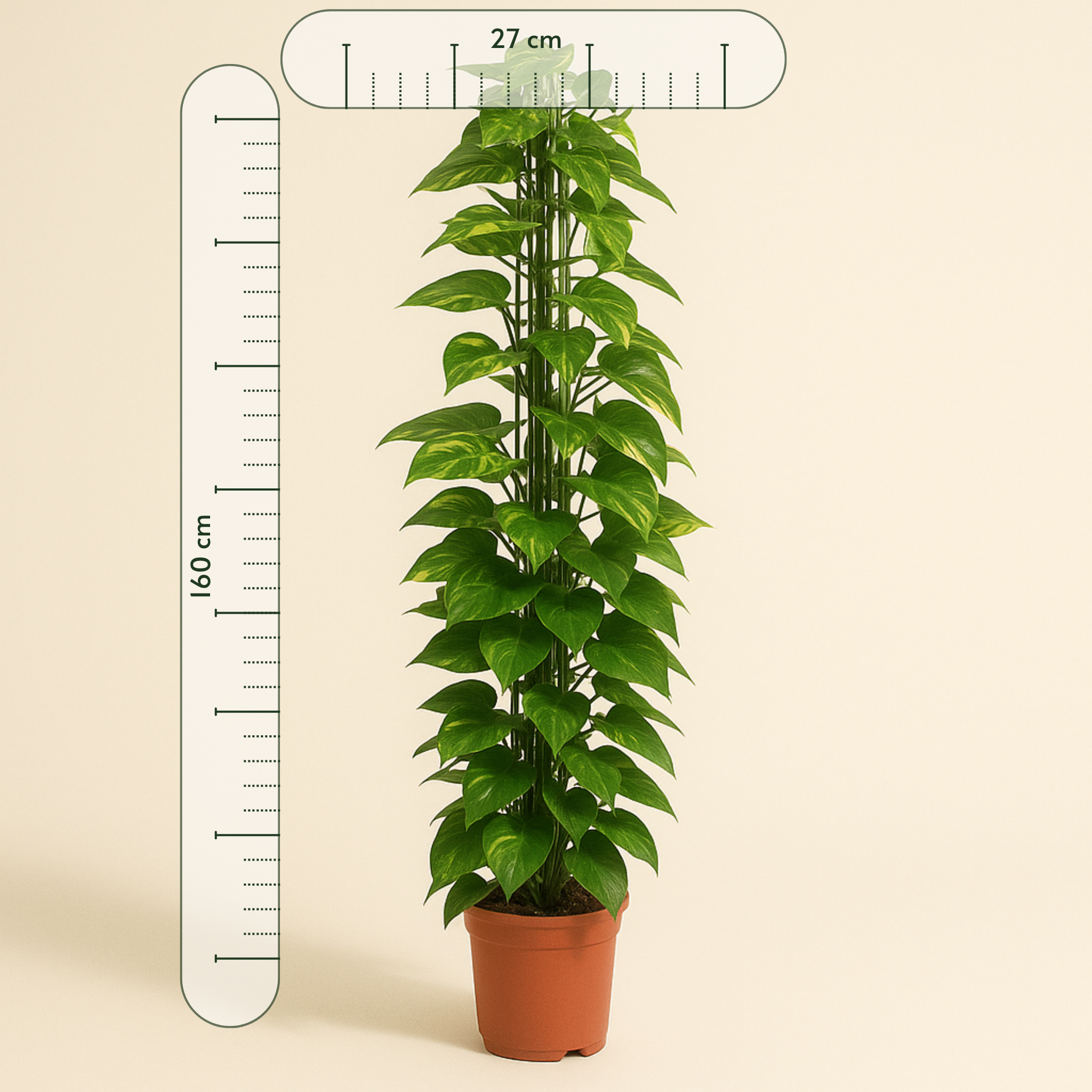 Goldene Efeutute mit Rankgitter – Epipremnum aureum - 160 cm - ø27 - Luna's Leaf Co. 