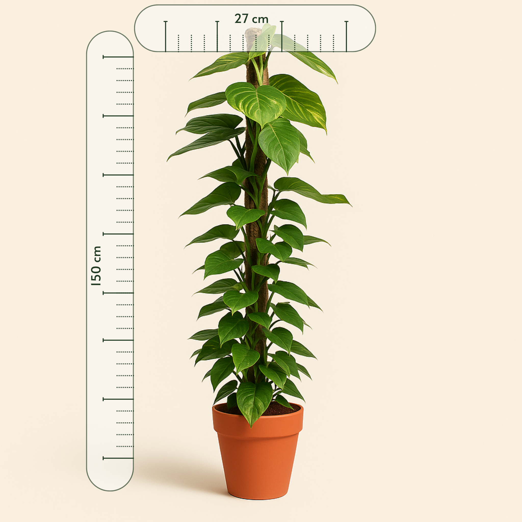 Goldene Efeutute – Epipremnum aureum - 150 cm - ø27 - Luna's Leaf Co. 