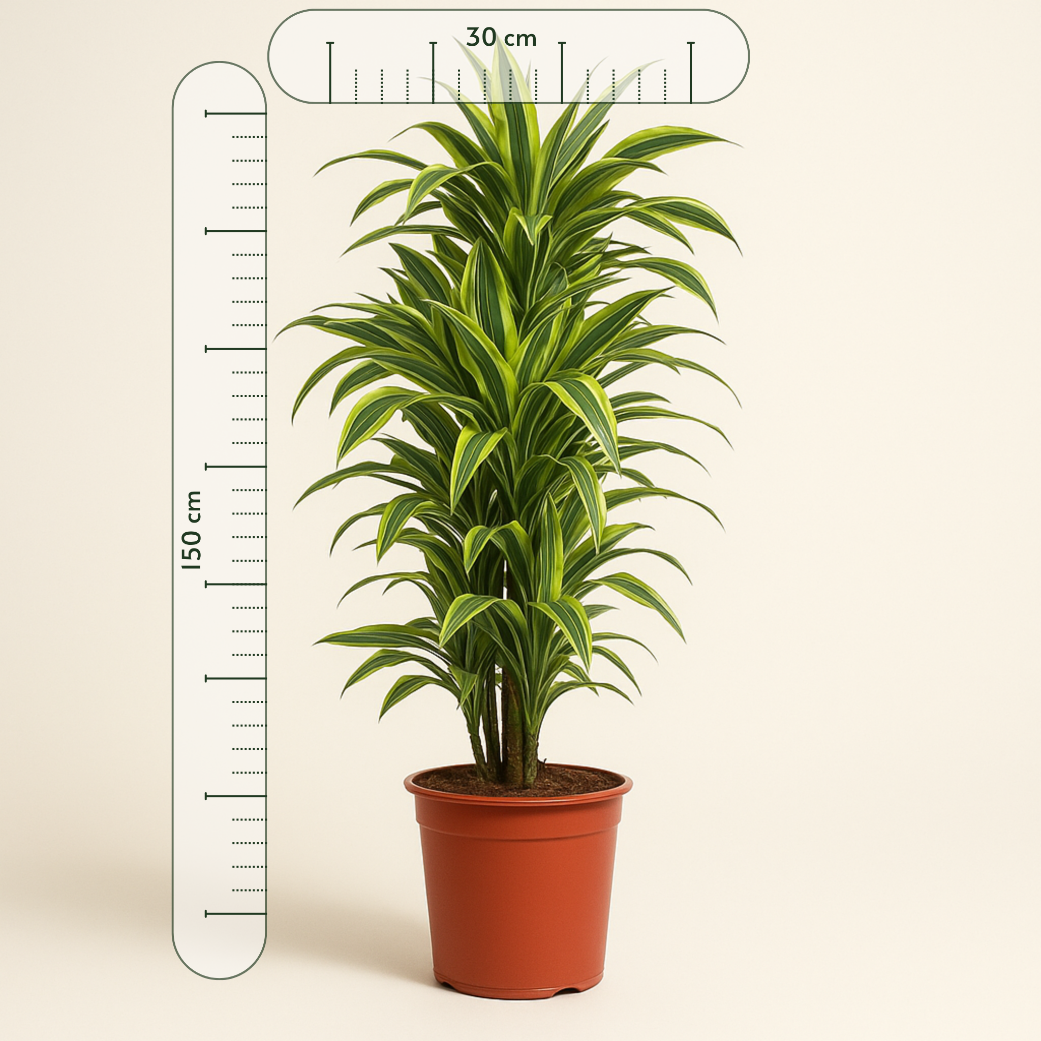 Drachenbaum Lemon Lime - Dracaena Lemon Lime - 150 cm - ø30 - Luna's Leaf Co. 