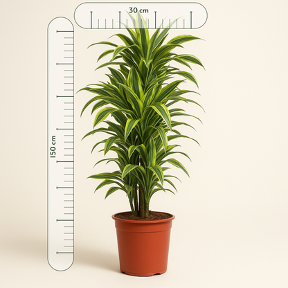 Drachenbaum Lemon Lime - Dracaena Lemon Lime - 150 cm - ø30 - Luna's Leaf Co. 