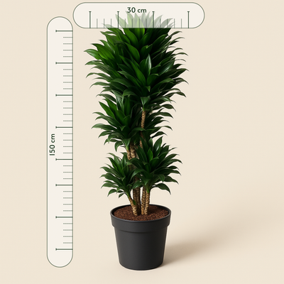 drachenbaum dracaena compacta Drachenbaum Compacta vertakt kaufen