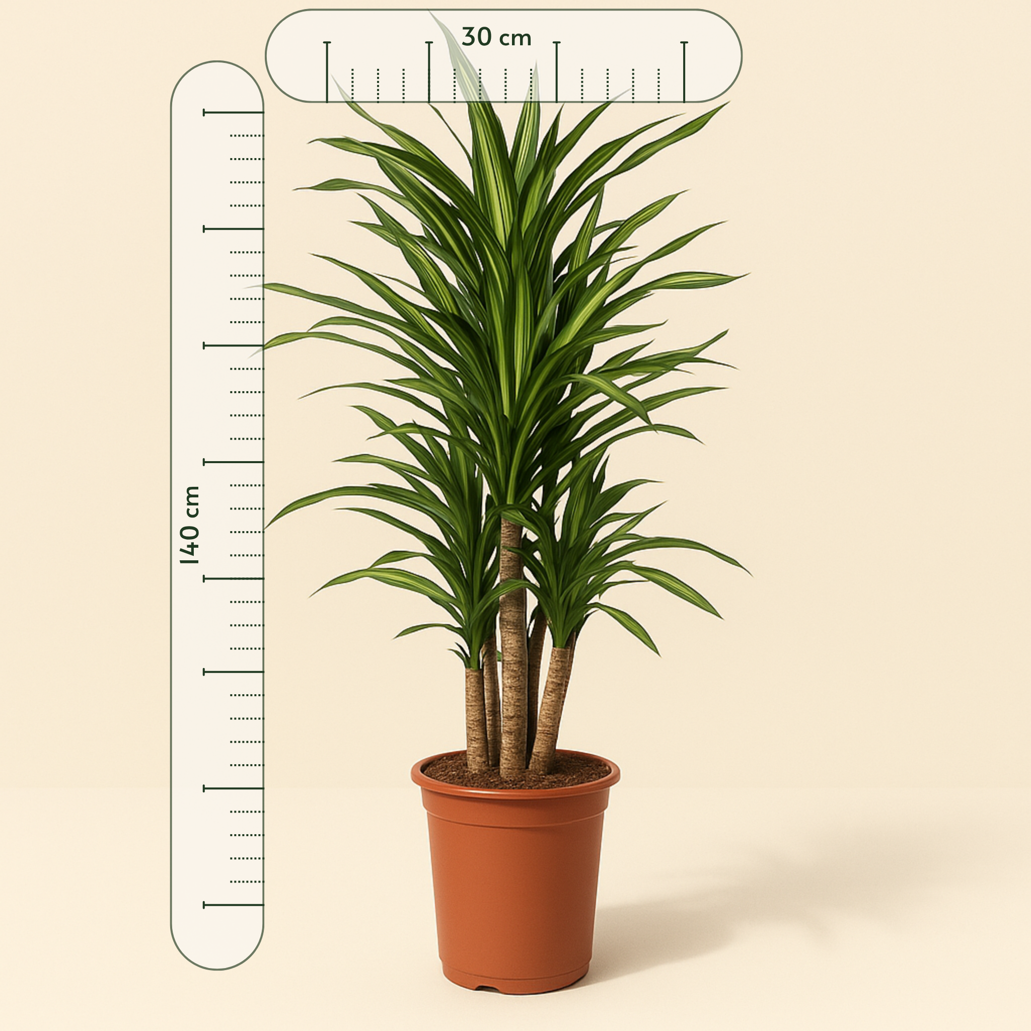 Drachenbaum Riki – Dracaena reflexa 'Riki' - 140 cm - ø30 - Luna's Leaf Co. 