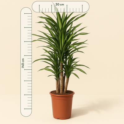 Drachenbaum Riki – Dracaena reflexa 'Riki' - 140 cm - ø30 - Luna's Leaf Co. 
