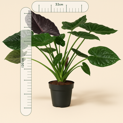 Pfeilblatt Wentii – Alocasia wentii - 120 cm - ø32 - Luna's Leaf Co. 