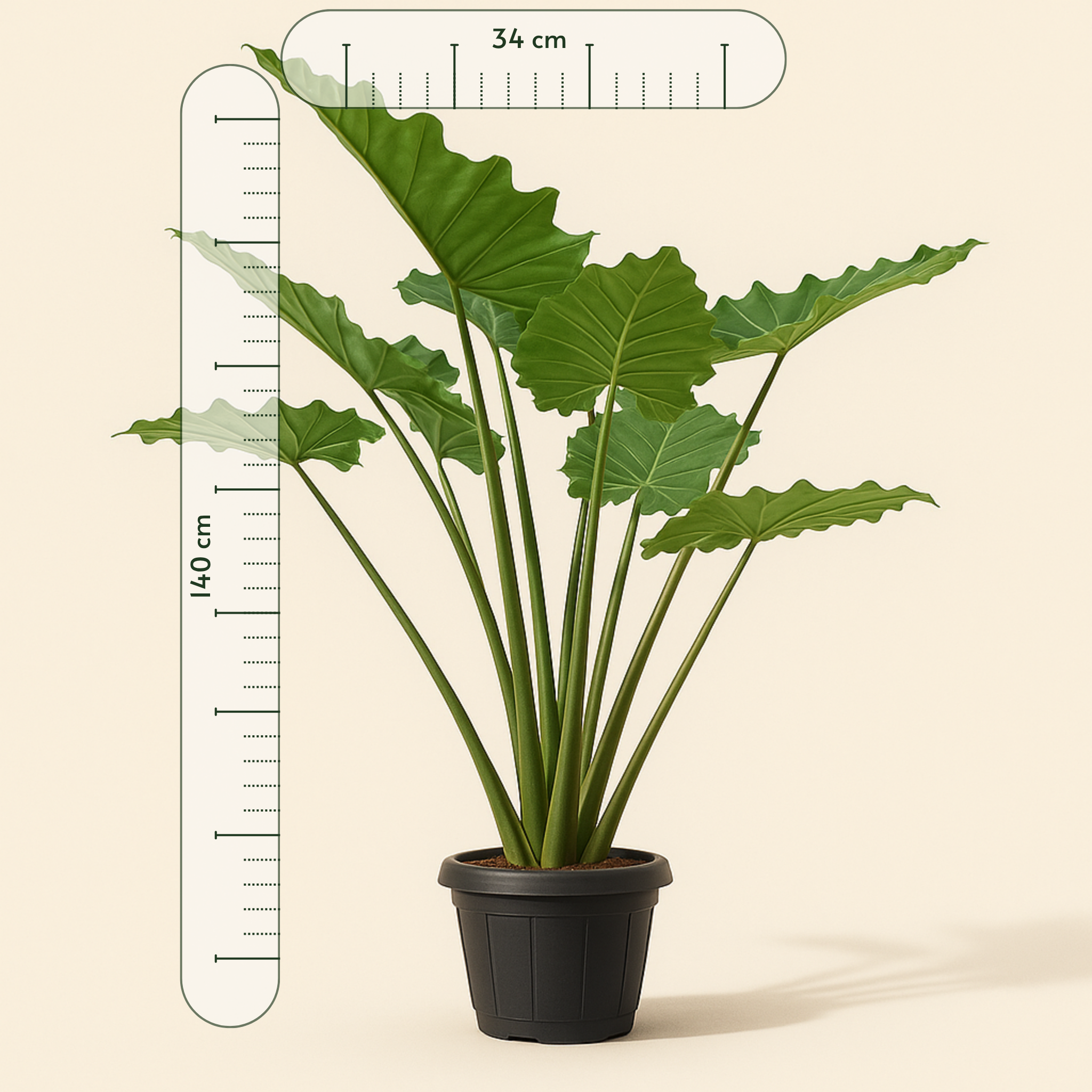 Pfeilblatt Portodora – Alocasia portodora - 140 cm - Ø34cm - Luna's Leaf Co. 