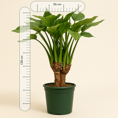 Pfeilblatt Cucullata mit Stamm – Alocasia cucullata - 120 cm - Ø26cm - Luna's Leaf Co. 