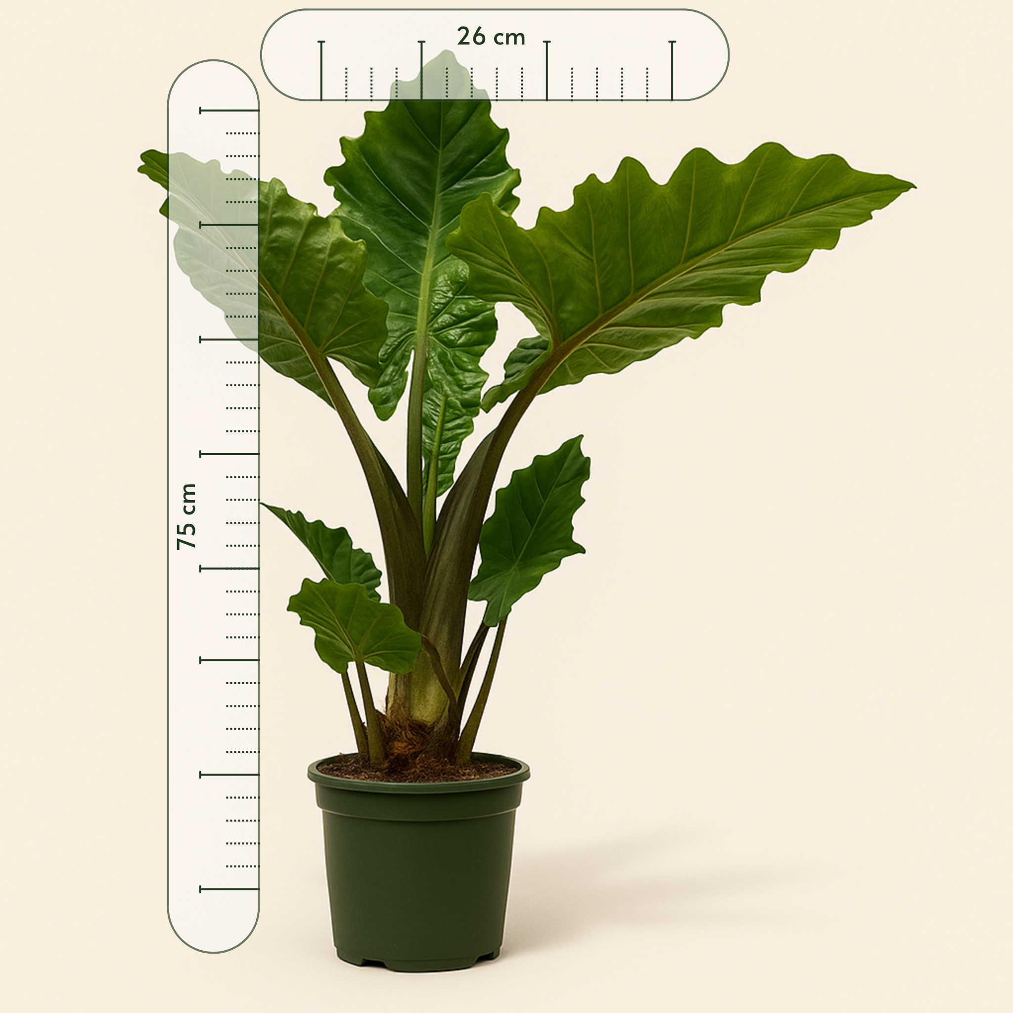 Alocasia Low Raider - 75 cm - Ø26cm - Luna's Leaf Co. 