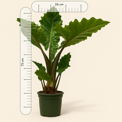 Alocasia Low Raider - 75 cm - Ø26cm - Luna's Leaf Co. 
