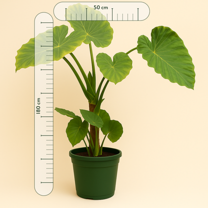 Pfeilblatt Portodora mit Stamm – Alocasia portodora - 180cm - Ø40 cm - Luna's Leaf Co. 