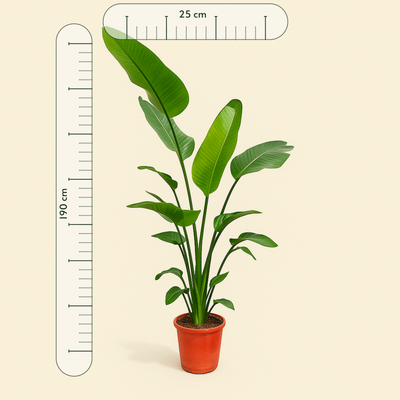 Baumstrelitzie – Giant White Bird of Paradise – Strelitzia nicolai - 190 cm - ø25-27 - Luna's Leaf Co. 
