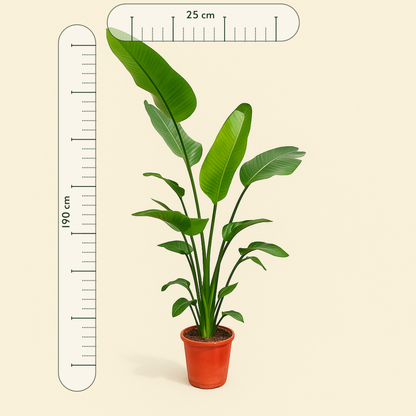 Baumstrelitzie – Giant White Bird of Paradise – Strelitzia nicolai - 190 cm - ø25-27 - Luna's Leaf Co. 