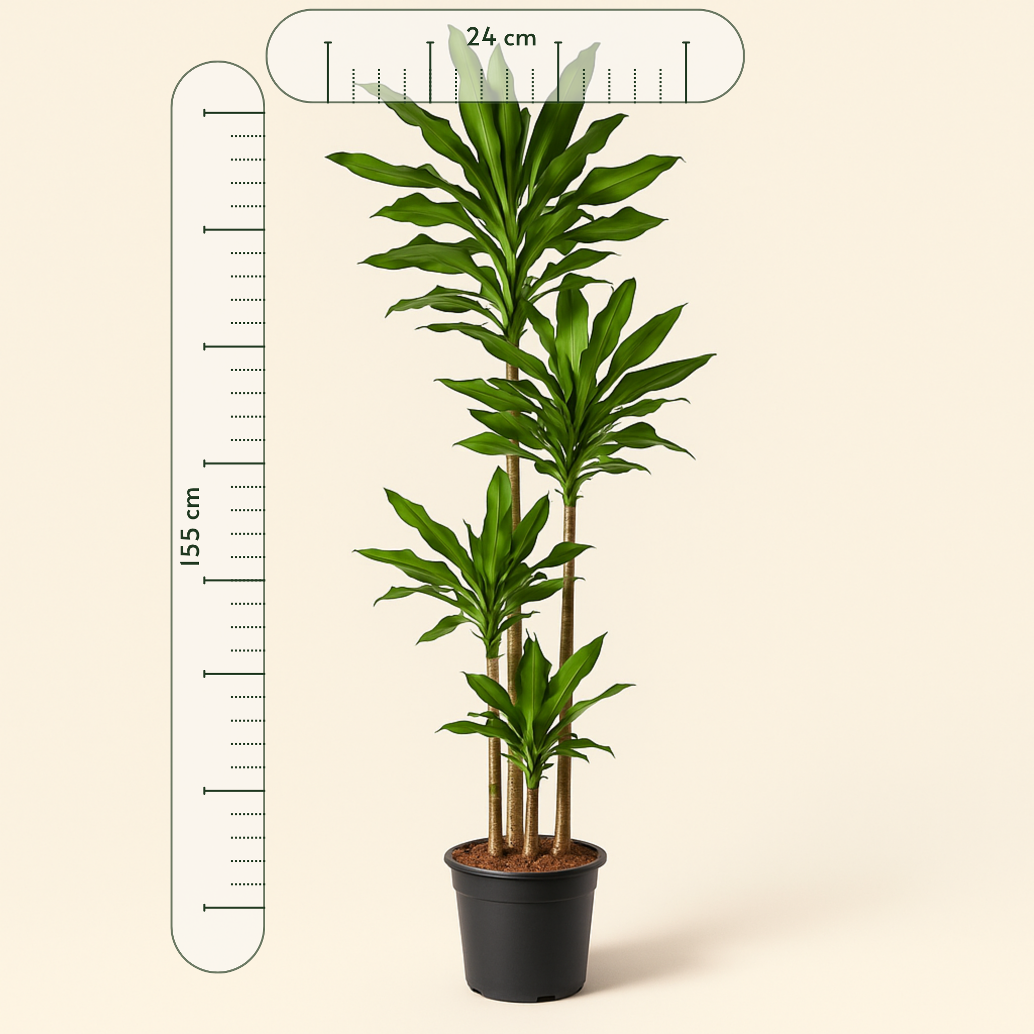 Drachenbaum Janet Lind – Dracaena fragrans 'Janet Lind' - 155 cm - ø24 - Luna's Leaf Co. 