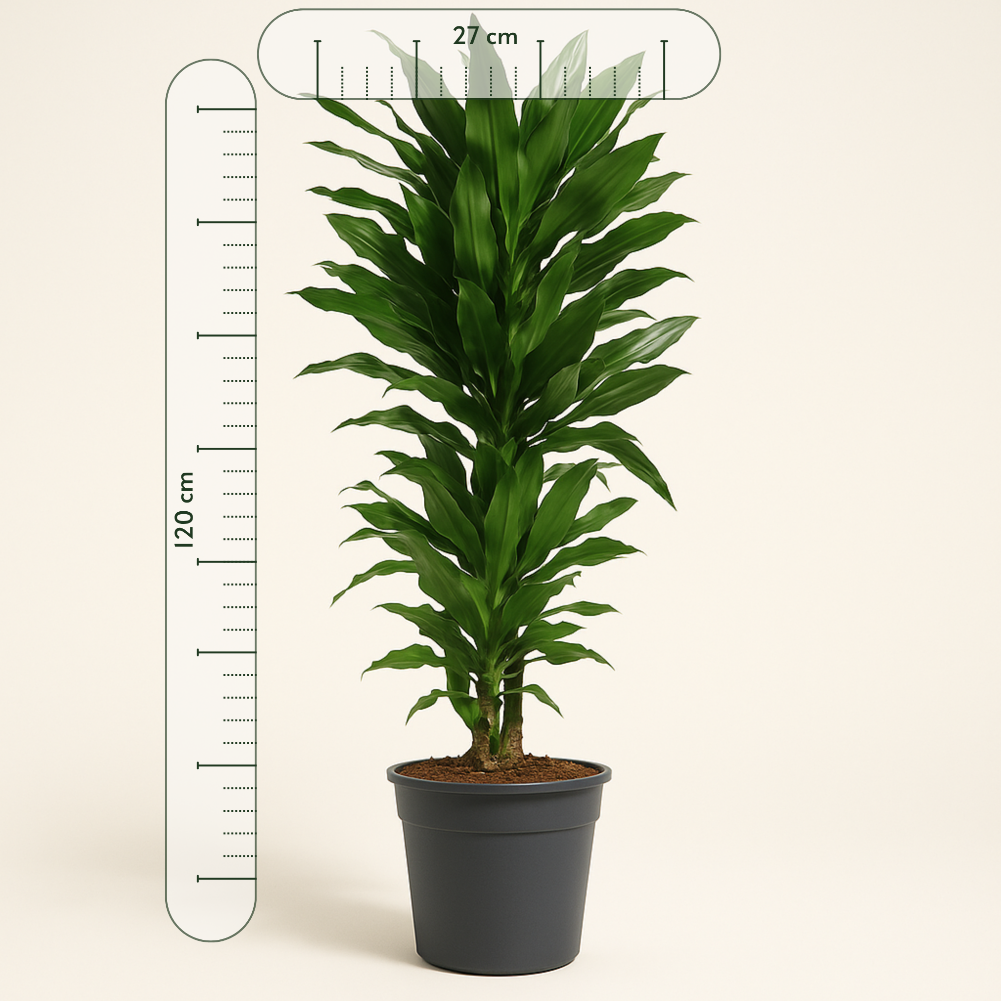 Drachenbaum Janet Lind verzweigt – Dracaena fragrans 'Janet Lind'- 120 cm - ø27 - Luna's Leaf Co. 