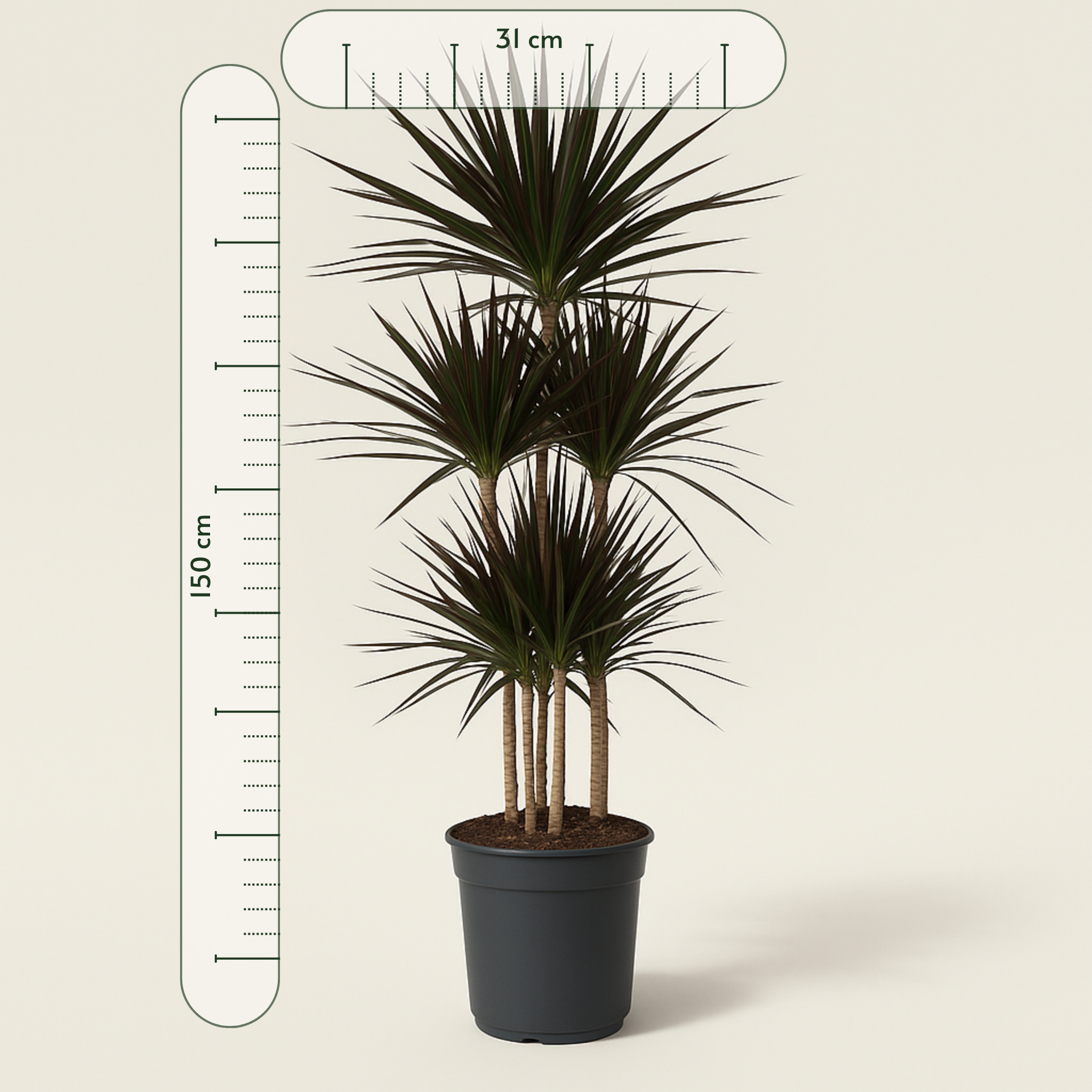 Drachenbaum Magenta Carrousel – Dracaena marginata 'Magenta Carrousel' - 150cm - ø31 - Luna's Leaf Co. 