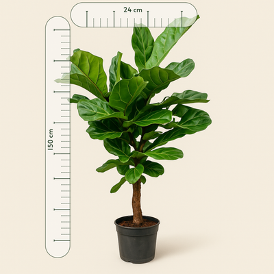 Geigenfeige vertakt – Ficus lyrata - 150 cm - ø24 - Luna's Leaf Co. 