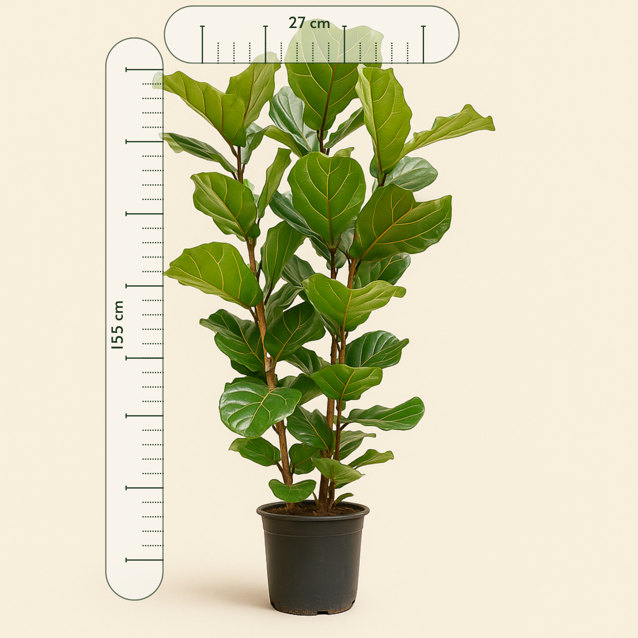 Geigenfeige buschig – Ficus lyrata - 155 cm - Ø27 - Luna's Leaf Co. 