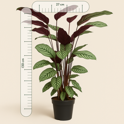 Calathea Oppenheimiana - 130 cm - ø27 - Luna's Leaf Co. 