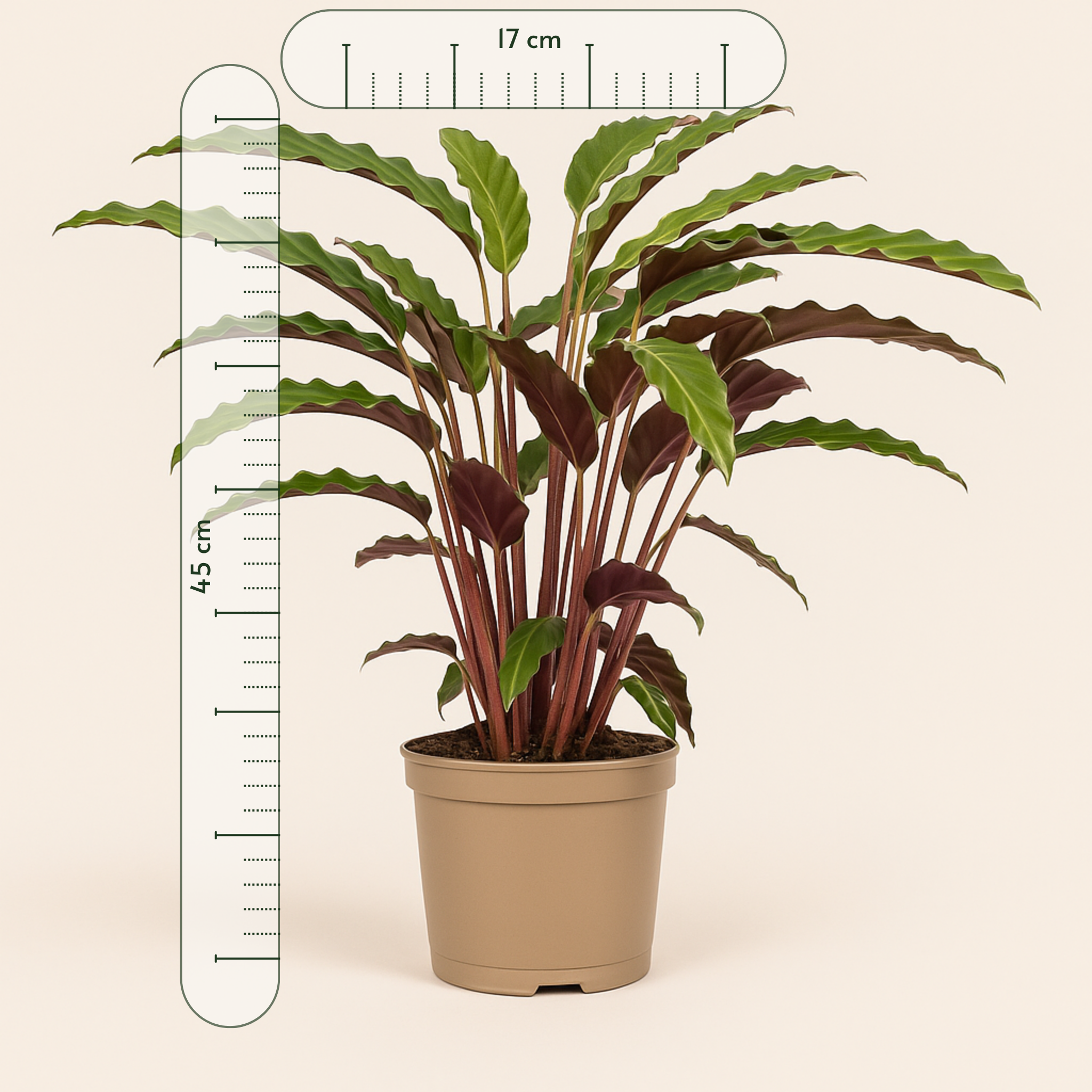 Calathea Rufibarba - 45 cm - Ø17cm - Luna's Leaf Co. 