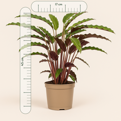 Calathea Rufibarba - 45 cm - Ø17cm - Luna's Leaf Co. 