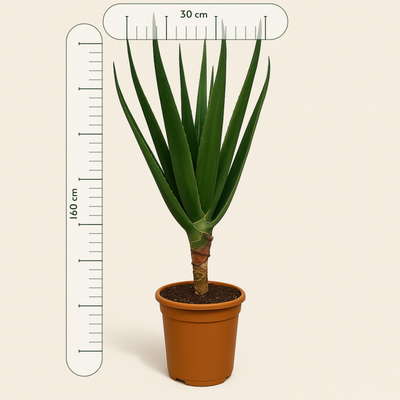 Aloe Barberae – Aloe barberae - 160 cm - Ø30cm - Luna's Leaf Co. 