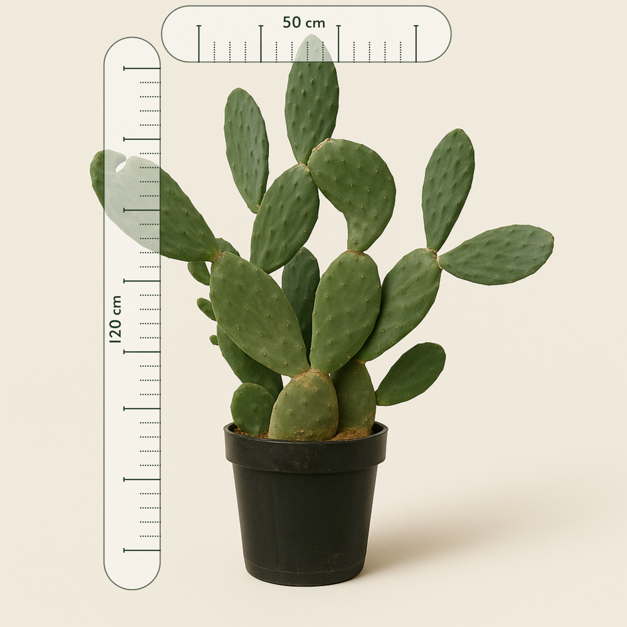 Feigenkaktus – Opuntia ficus-indica - 120 cm - Ø50cm - Luna's Leaf Co. 