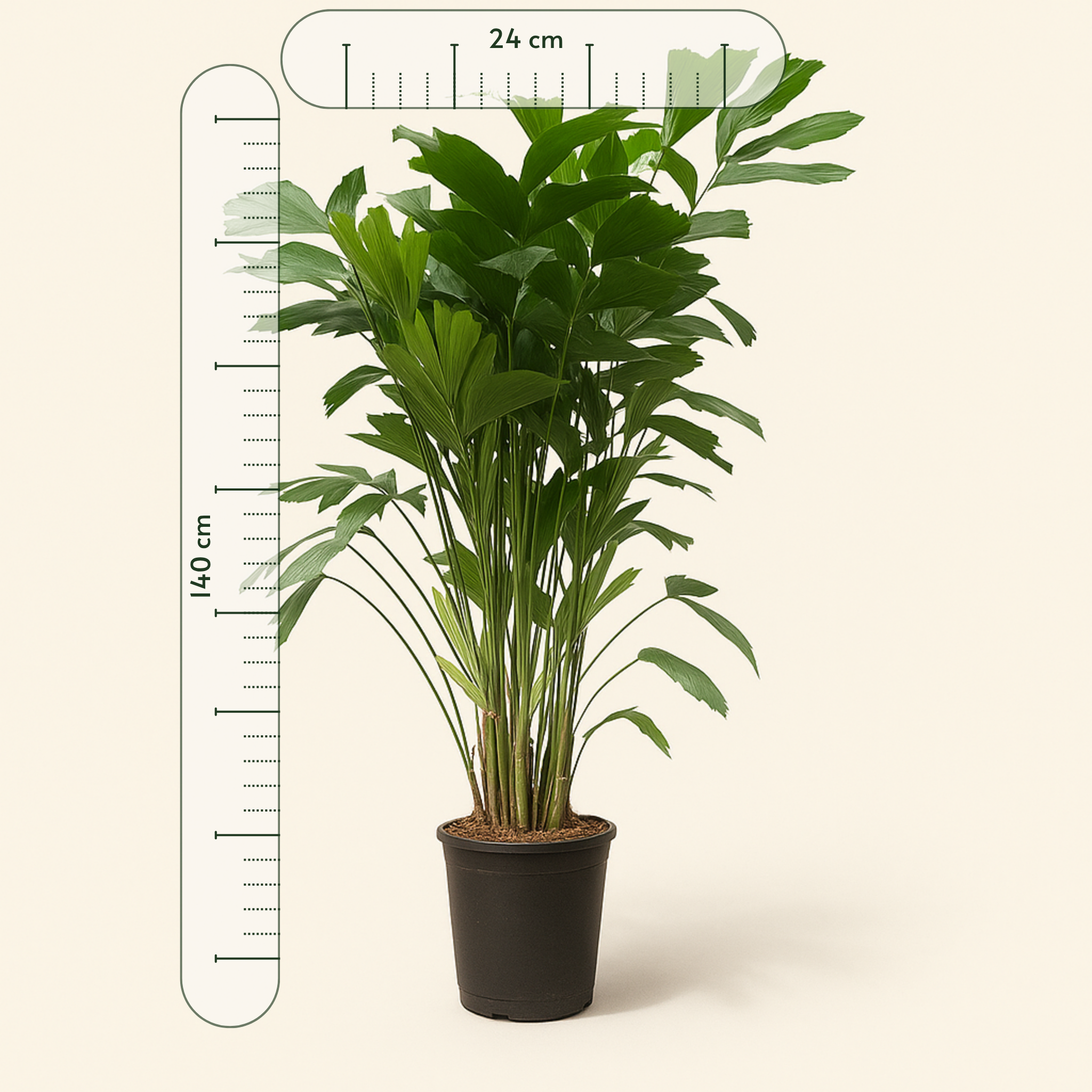 Fischschwanzpalme – Caryota mitis - 140 cm - ø24 - Luna's Leaf Co. 