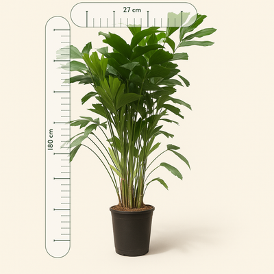 Caryota Mitis - 180 cm - Ø27 - Luna's Leaf Co. 