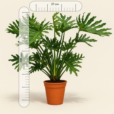 Philodendron Selloum – Philodendron bipinnatifidum - 100 cm - Ø27 - Luna's Leaf Co. 