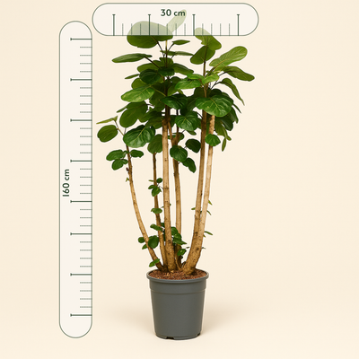 Polyscias Fabian XXL – Polyscias scutellaria 'Fabian'  XXL - 160 cm - ⌀30 - Luna's Leaf Co. 