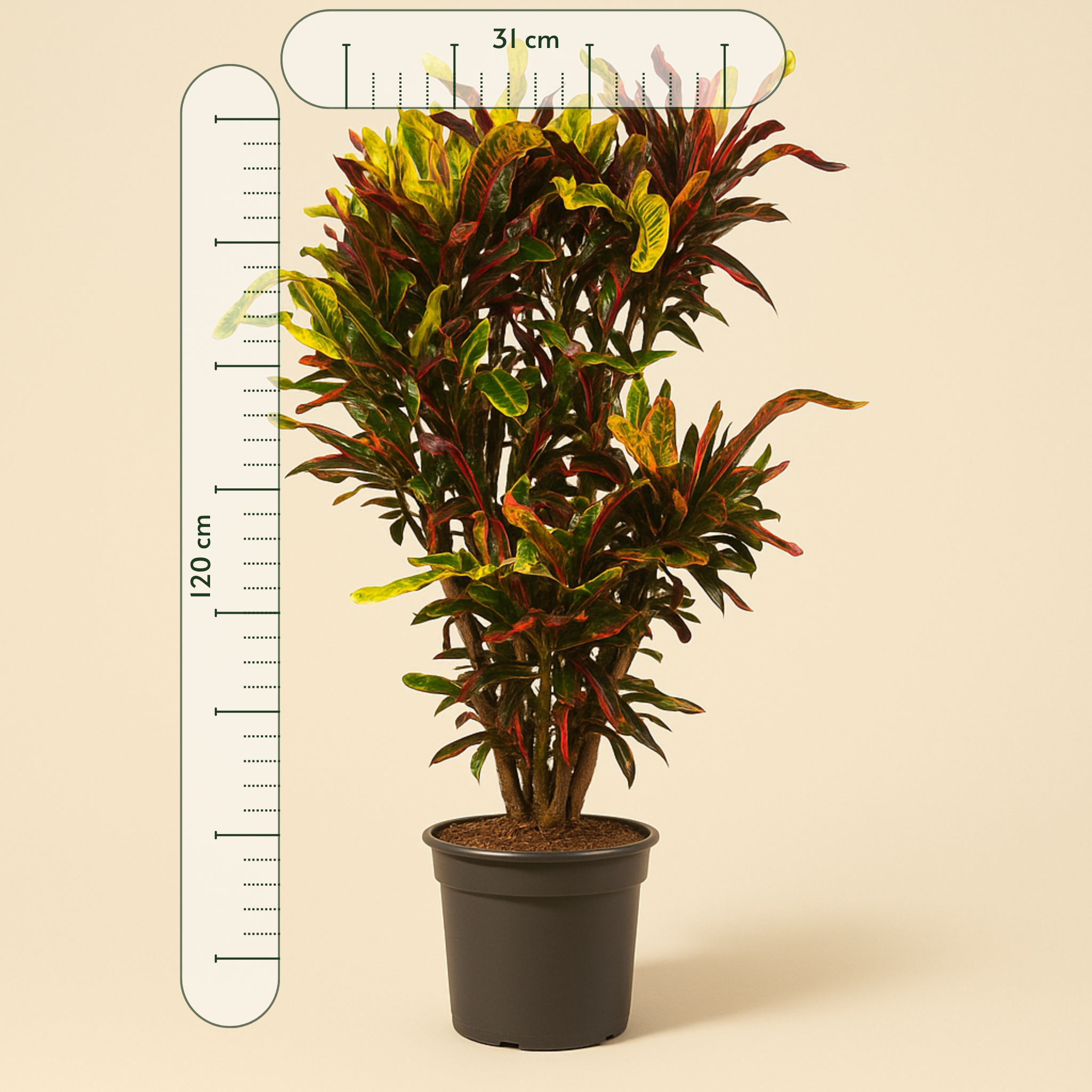 Kroton Mammi – Codiaeum variegatum ‘Mammi’ - 120 cm - ø31 - Luna's Leaf Co. 