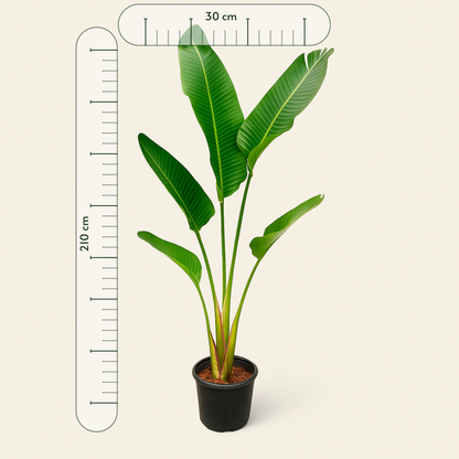 Strelitzia Augusta XXL – Strelitzia augusta - 210cm - ⌀30 - Luna's Leaf Co. 