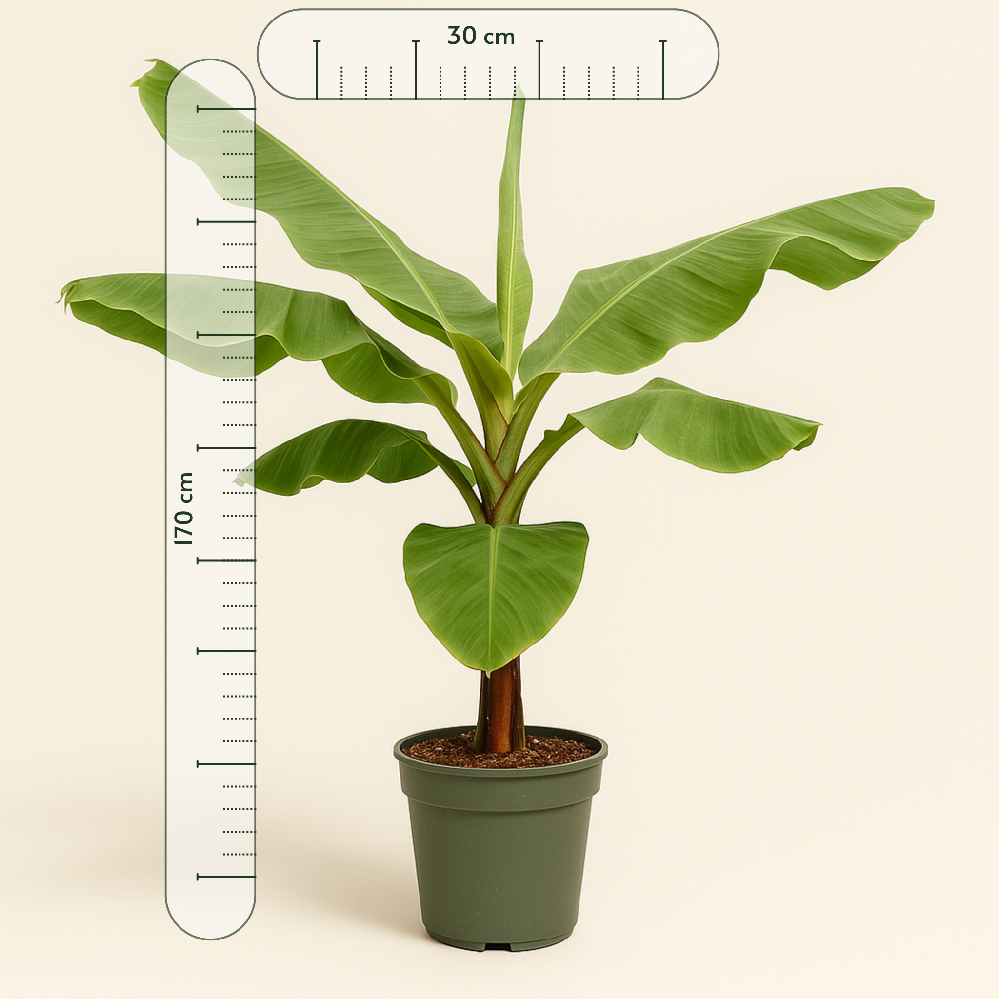 Bananenpflanze – Musa acuminata - 170cm - Ø30 - Luna's Leaf Co. 