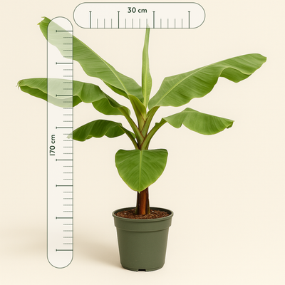 Bananenpflanze – Musa acuminata - 170cm - Ø30 - Luna's Leaf Co. 