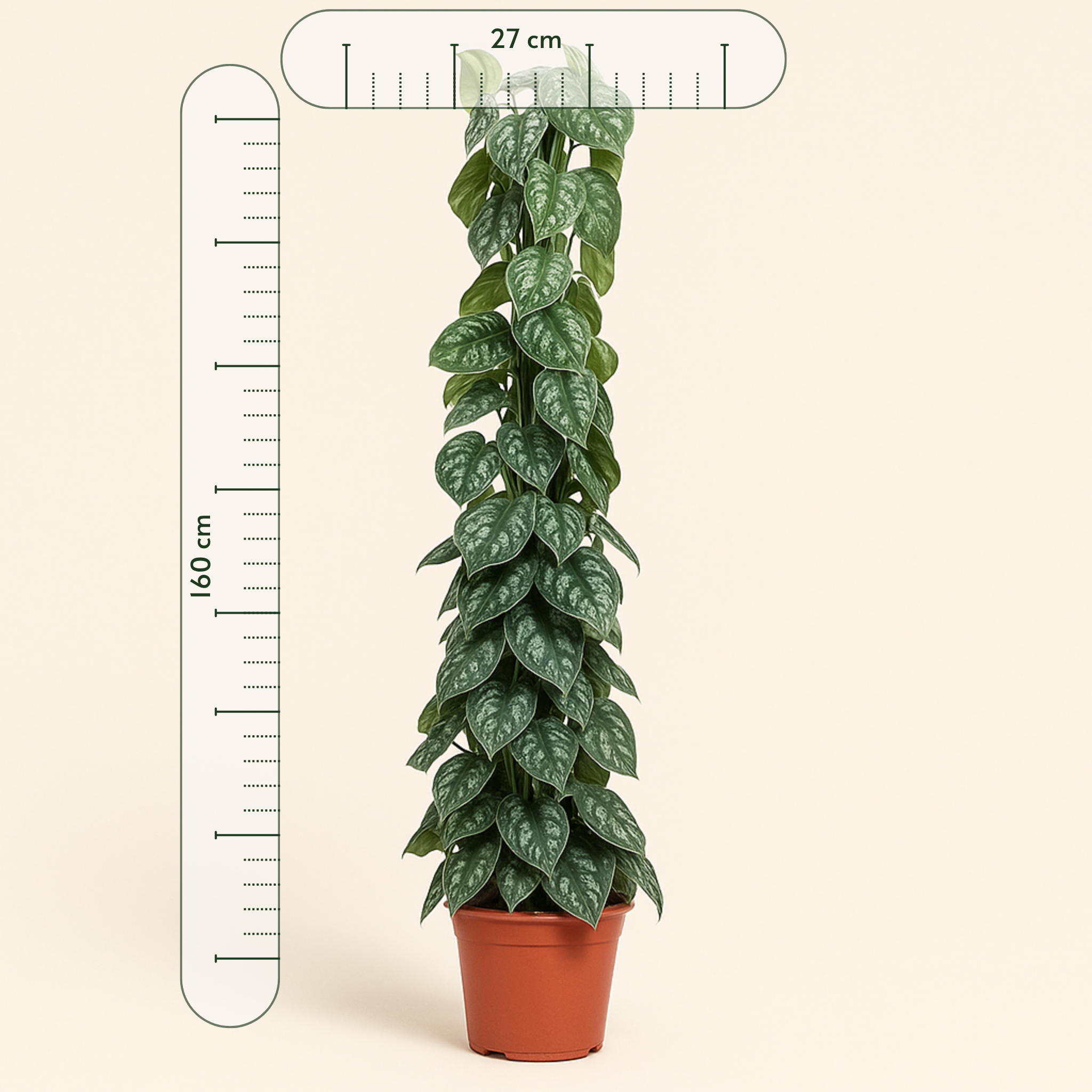 Scindapsus Pictus Trebie gaasrek - 160 cm - ø27 - Luna's Leaf Co. 