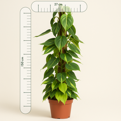 Philodendron Scandens Brasil am Moosstab - 150 cm - ø27 - Luna's Leaf Co. 