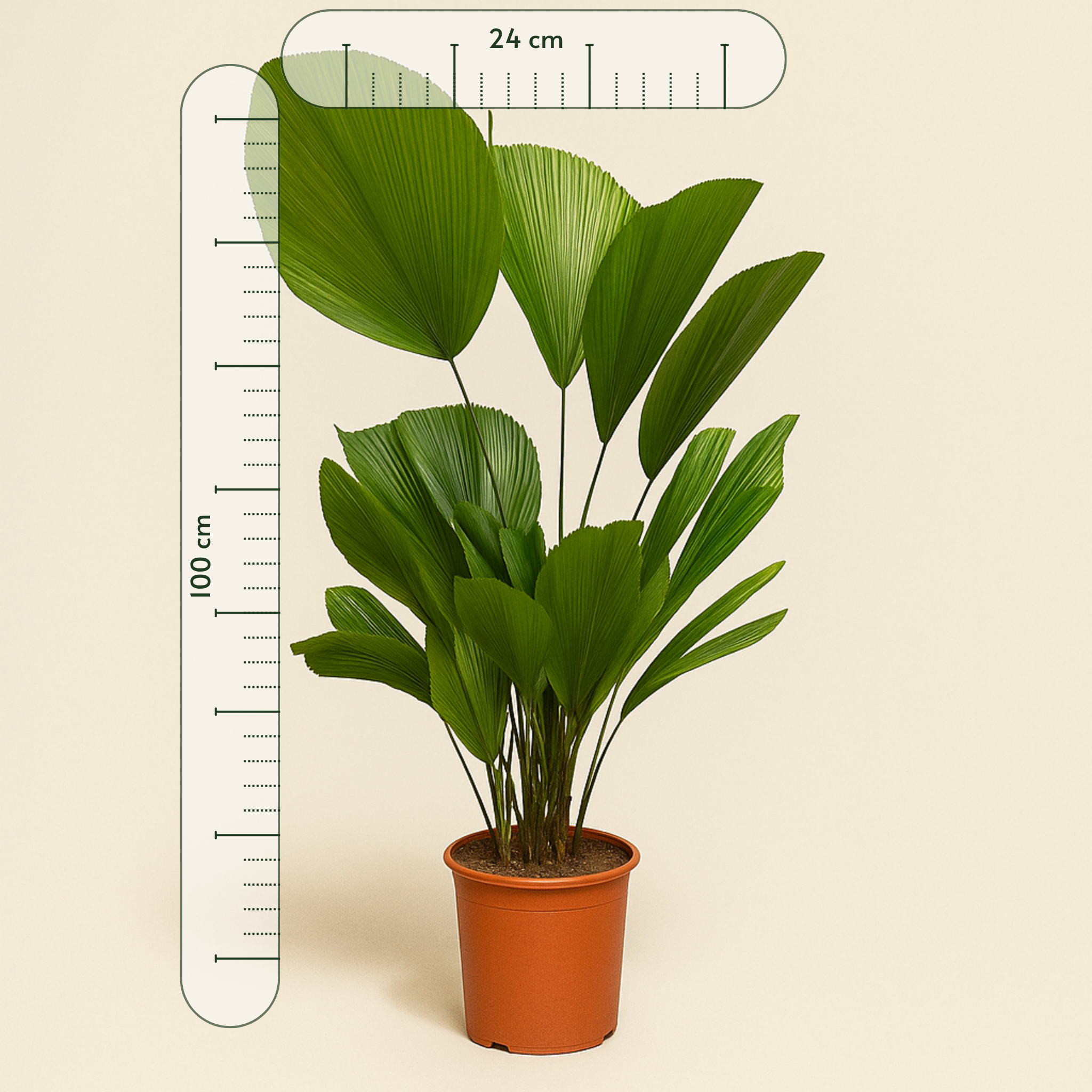 Fächerpalme – Licuala grandis - 100 cm - ø24 - Luna's Leaf Co. 