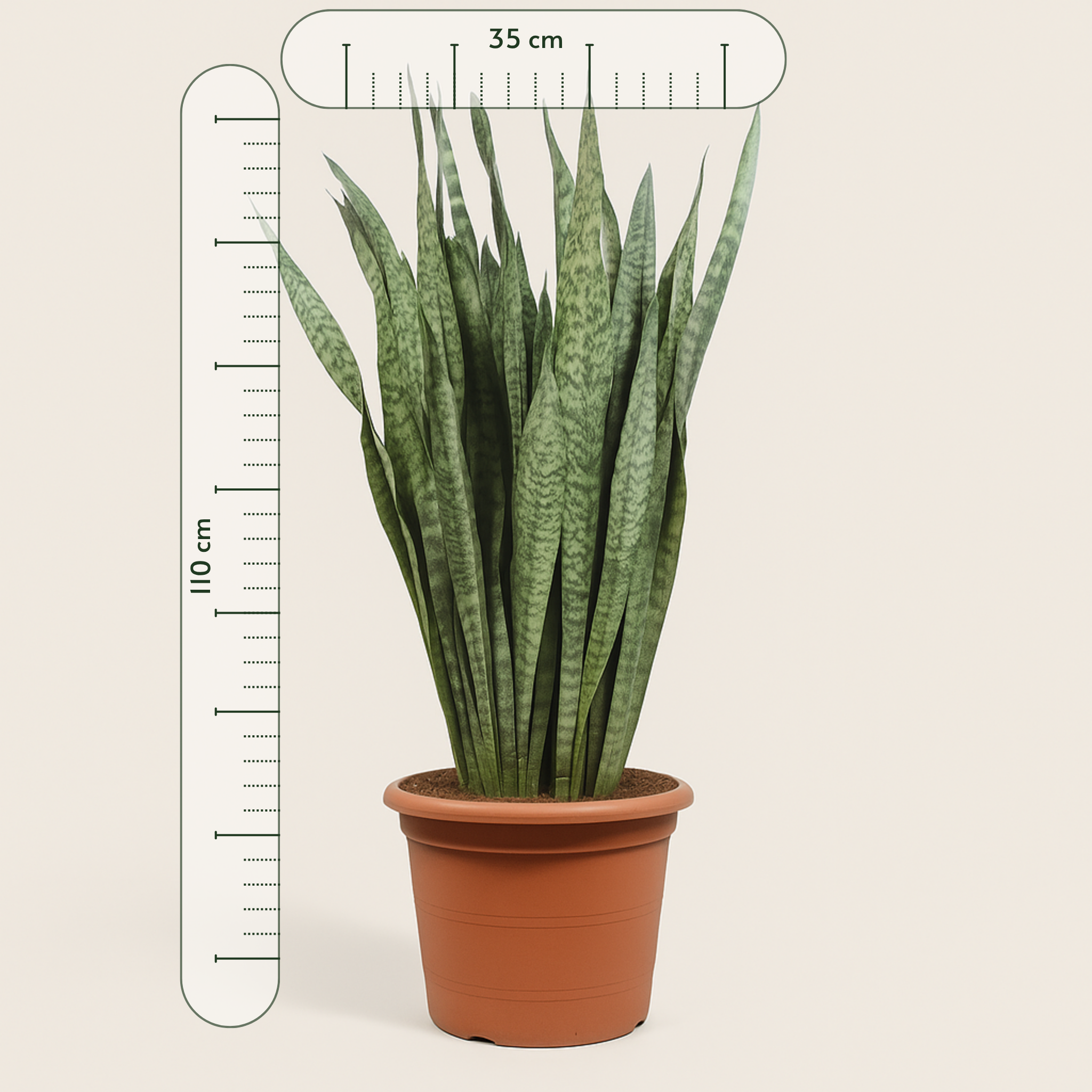 Bogenhanf – Sansevieria zeylanica - 110 cm - ø35 - Luna's Leaf Co. 
