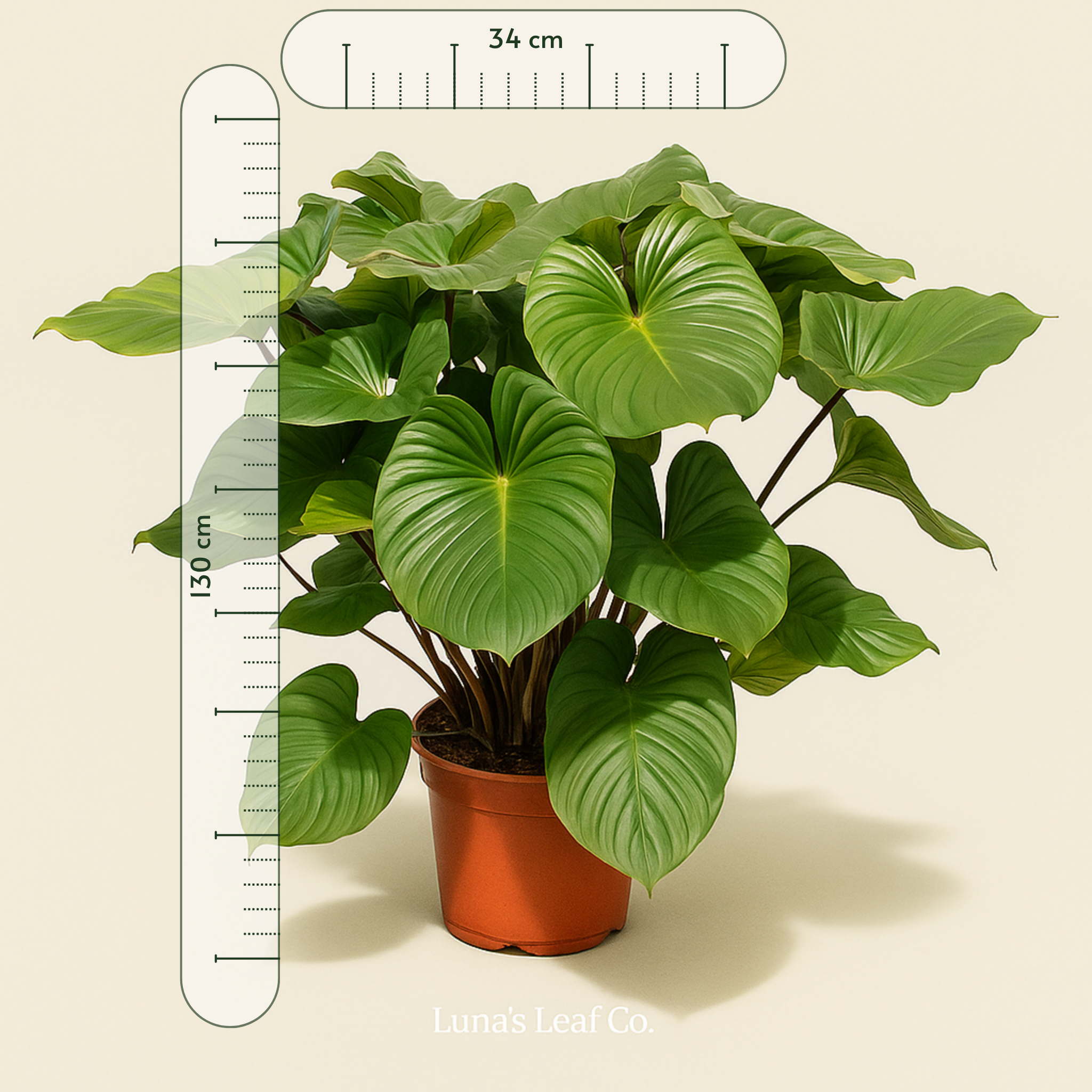 Homalomena Maggy – Homalomena rubescens - 130 cm - ø34 - Luna's Leaf Co. 