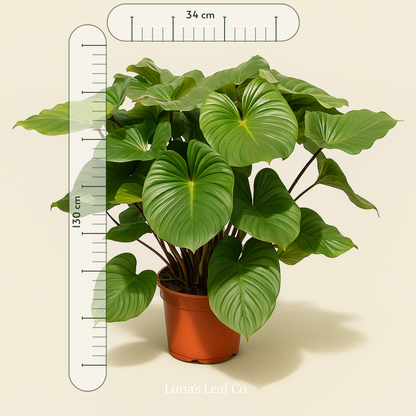 Homalomena Maggy – Homalomena rubescens - 130 cm - ø34 - Luna's Leaf Co. 