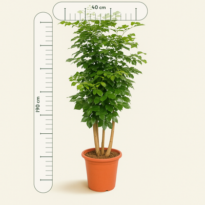 Radermachera Hainanensis – 190 cm Zimmerpflanze kaufen – Luna's Leaf Co