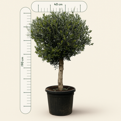 Olivenbaum – Olea europaea 'Lorc' - 180cm- Ø50 - Luna's Leaf Co. 