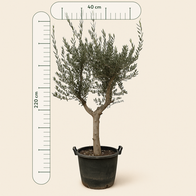 Olivenbaum – Olea europaea 'Cultivo' - 220cm- Ø40 - Luna's Leaf Co. 