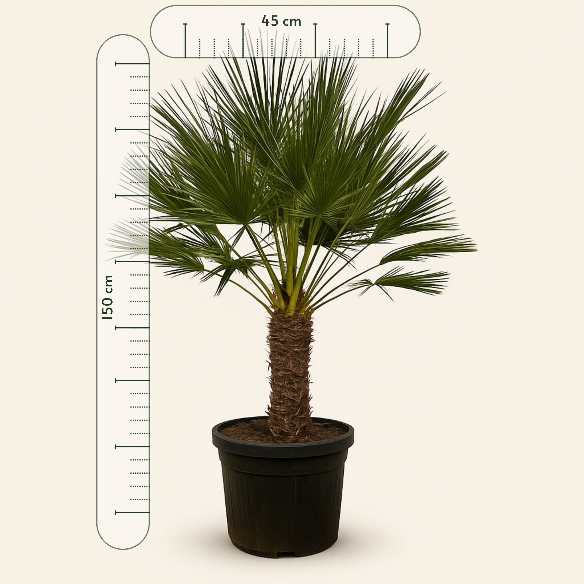 Zwergpalme – Chamaerops humilis - 150 cm - Ø45cm - Luna's Leaf Co. 